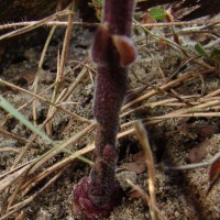 Striga gesnerioides (Willd.) Vatke